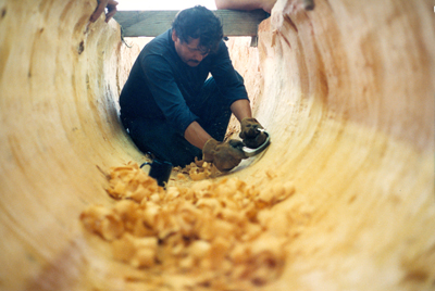 Old Clallam Indian at Jamestown making a canoe from a large cedar log.